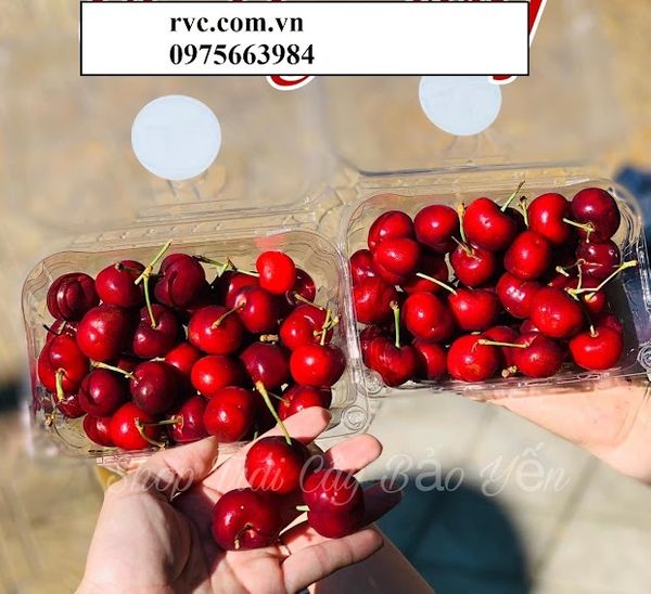 Bỏ túi mẫu hộp nhựa đựng cherry an toàn, tiện lợi  AHR0cHM6Ly9saDMuZ29vZ2xldXNlcmNvbnRlbnQuY29tLzU3SnlWNXNva3NuRUdnZE9EVEVvaUJmelYxeWl3XzYxOUdMc05mM1RaeVdIdDhSajFYWVZ3bVRaMEVDS0pJSHZoWUp1bUdqd21GMGd6bTZ5Qzgwb2wyUldKZDdqSmJSM2pfcVJsdm92PXc2MjI