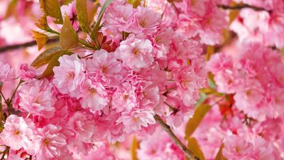 sakura-3840x2160-4k-hd-wallpaper-cherry-blossom-pink-spring-flowers-10302.jpg