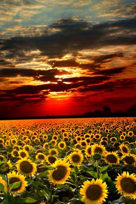 sunflowers_field.jpg