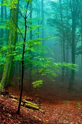 forest_zps6d644d7d.jpg