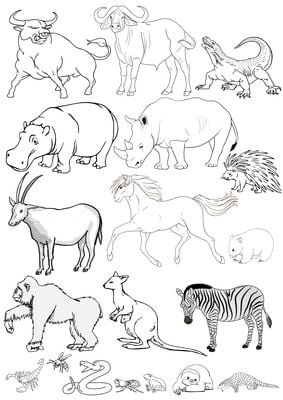 Đây là lý do mà loài wombat - gấu túi mũi trần thải ra phân hình khối lập phương Đây là lý do mà loài wombat - gấu túi mũi trần thải ra phân hình khối lập phương