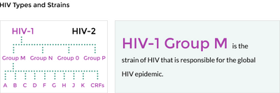 HIV-types-strains-v1.png
