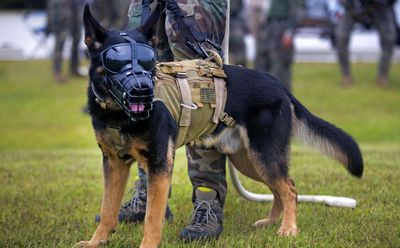 5181733_rex_specs_dogs_us-army.jpg