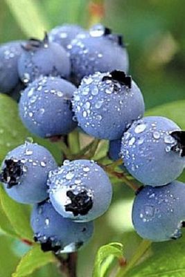 blueberries-3_49.jpg