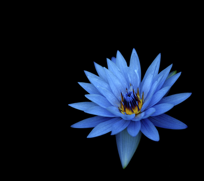 blue_flower_hd1080p.png