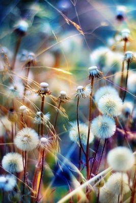 colourful_dandelions_zps1f34edb0.jpg