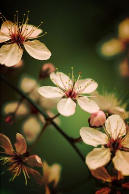 pinkish_white_flower.jpg