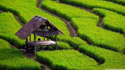 rice_field_landscape-wallpaper-1366x768.jpg