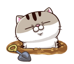 Ami fat cat size to.png
