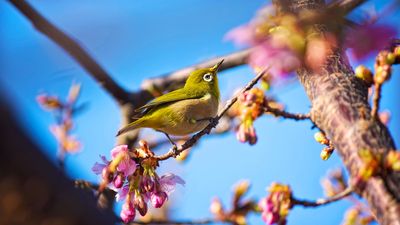 japanese-bird-3840x2160-white-eye-nature-flowers-spring-blue-sky-908.jpg