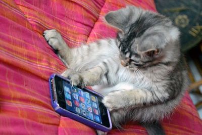 cat-using-iphone.jpg