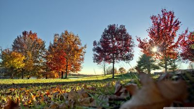 autumn_colors_scenery-wallpaper-1366x768.jpg