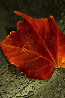 Leaves-201012233.jpg