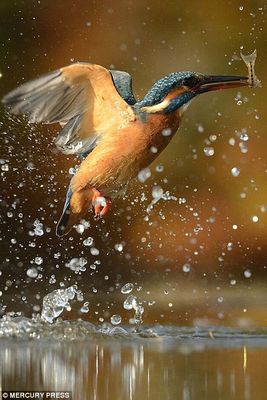 2EB932F100000578-3330286-A_kingfisher_emerges_from_the_lake_with_its_prey-a-118_1448280839469.jpg