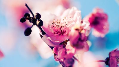 cherry-3840x2160-4k-5k-wallpaper-blossom-branch-spring-pink-5727.jpg