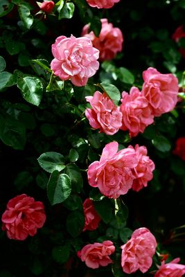 Pink-Roses.jpg