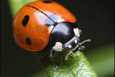 ladybug_by_graemo.jpg