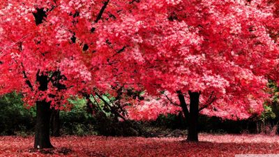 pink_autumn_foliage-wallpaper-1366x768.jpg