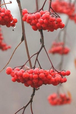 viburnum_berries.jpg