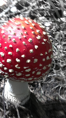 360x640_toadstool_by_nepst3r-d31mb18.png