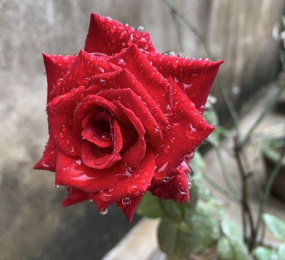 Rose in rain.jpg