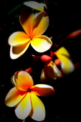 plumeria_rubra.jpg