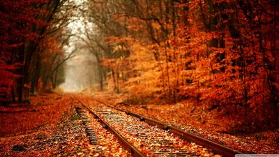 autumn_railway-wallpaper-1366x768.jpg
