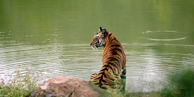 Tiger-by-Lake-India-1400x700.jpg
