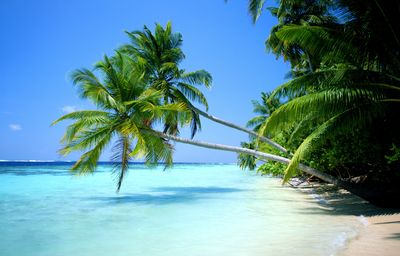coconut tree beach.jpg
