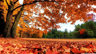 autumn_country-wallpaper-1366x768.jpg