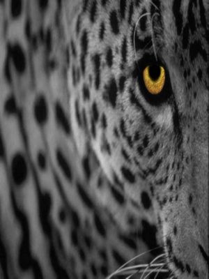 Leopard-Eye.jpg