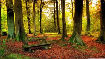 beautiful_forest_autumn-wallpaper-1366x768.jpg