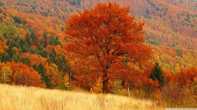 autumn_forest_4-wallpaper-1366x768.jpg