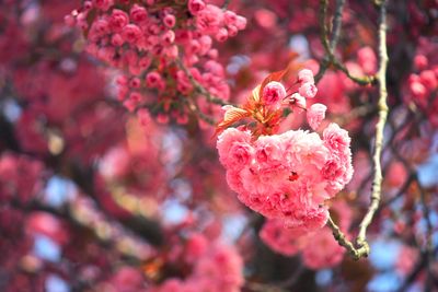 cherry-blossom-3600x2400-cherry-tree-cherry-bloom-4k-5080.jpg