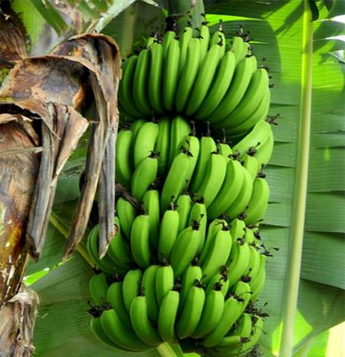 Vietnam-banana-competitive-price.jpg