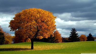 autumn_tree-wallpaper-1366x768.jpg