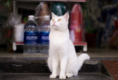 cat-white-cat-3576550.jpg