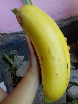 worlds-biggest-banana-4-15288707722941693079687.jpg