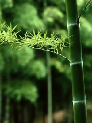 Bamboo-Stick.jpg