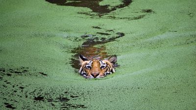 tiger-underwater-predator-algae.jpg